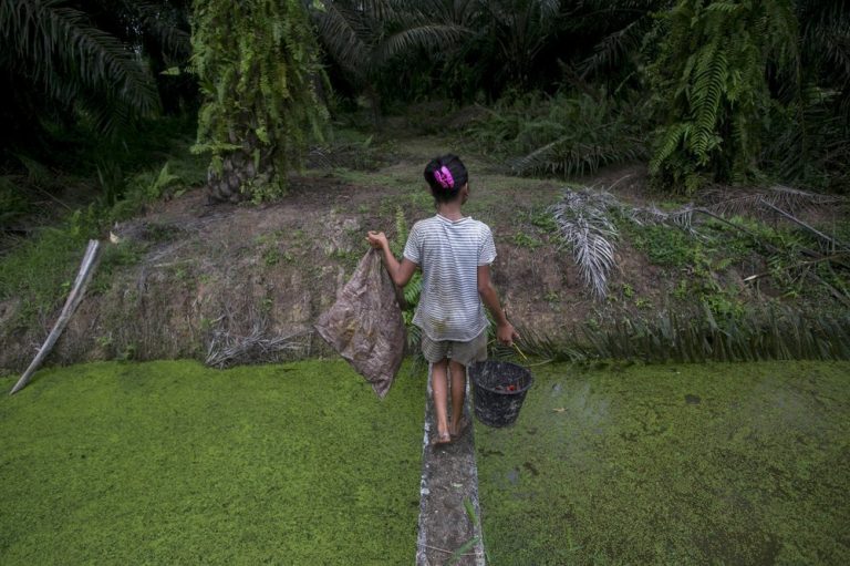 Girl Scout cookies linked to child labour in palm oil industry 