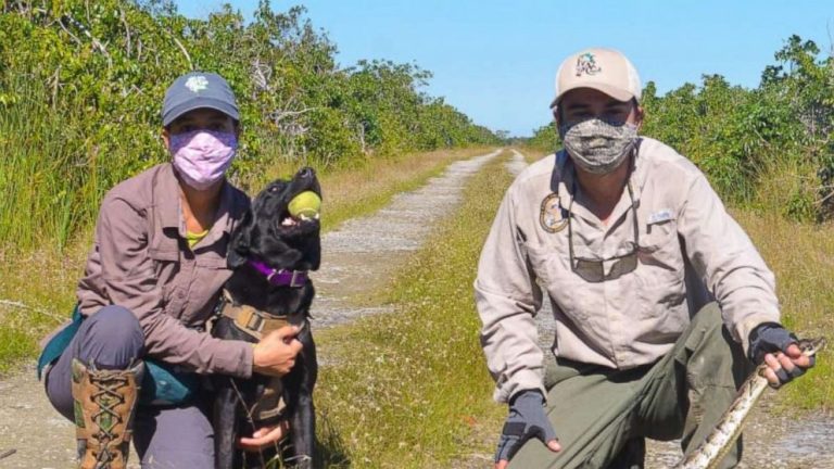 Python-sniffing dogs are Florida’s newest weapon in fighting invasive snakes