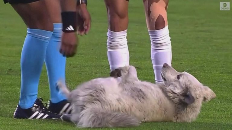 WATCH:  Dog storms field during soccer match in Bolivia