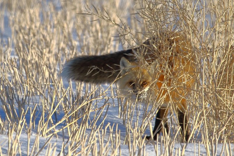 Your Saskatchewan photo of the day: December 2020