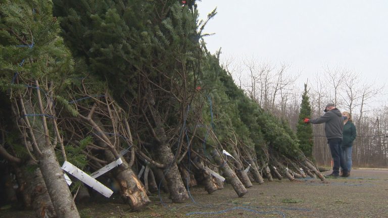 Real Christmas trees can be a real fire hazard, Winnipeg Fire Paramedic Service says