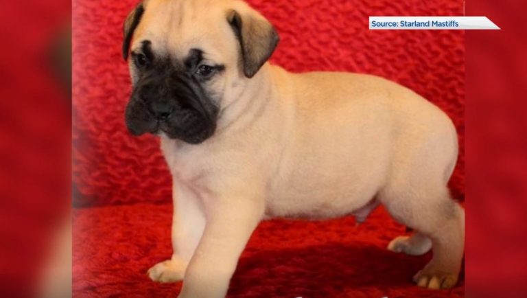 Nova Scotia woman warns others after falling victim to online puppy scam
