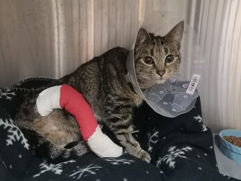 BC SPCA seeking financial help for injured cat that will lose a leg