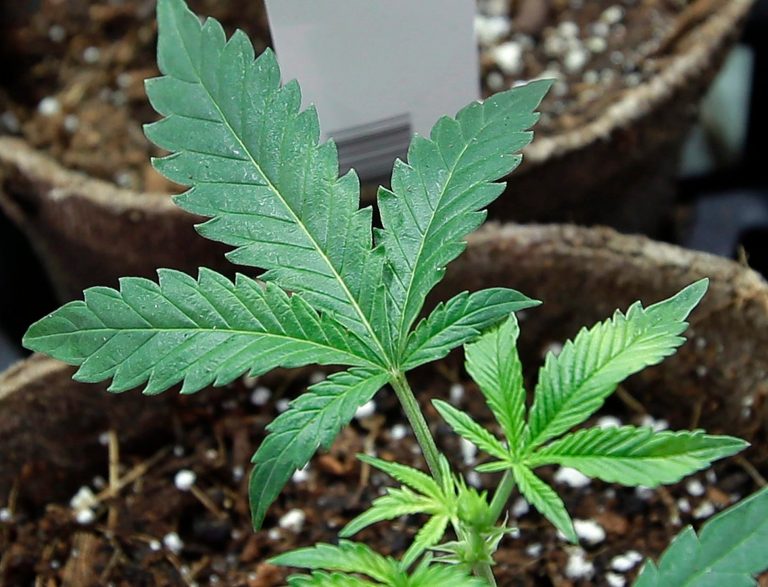 Canadians growing too much weed at home, regulator warns