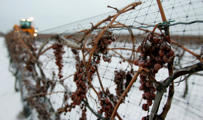 Limited quantity of Ontario icewine may cause high demand for 2020 bottles