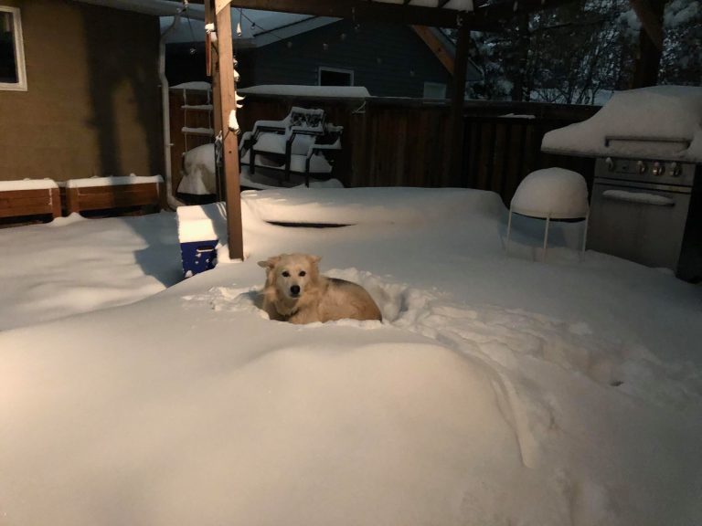 Calgary blanketed in snow, more to come as winter storm blows through