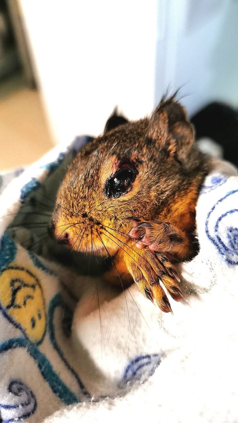 B.C. wildlife rescue centre operating since 1986 in dire financial trouble due to COVID-19