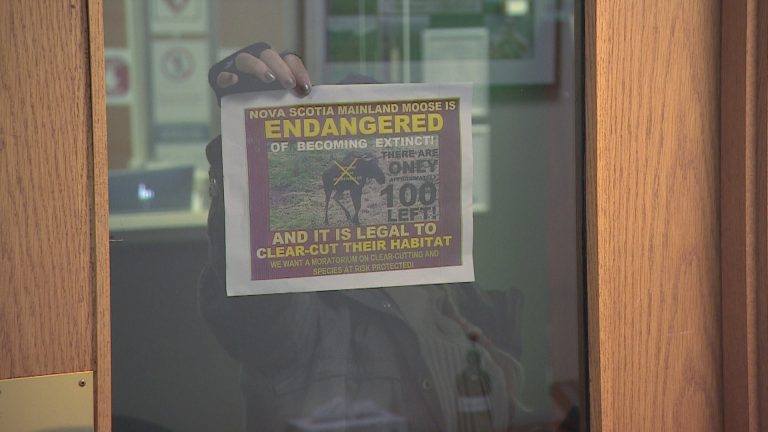 N.S. Supreme Court judge issues temporary injunction against N.S. forestry protest