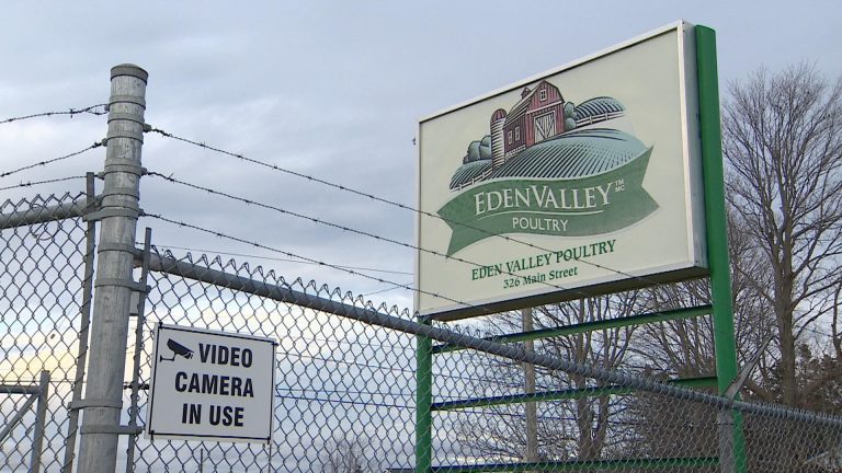 Shutdown of N.S. poultry plant could result in widespread euthanization of chickens: expert