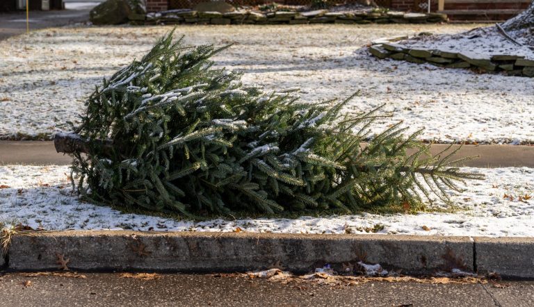 Christmas trees being collected in Guelph for Children’s Foundation fundraiser