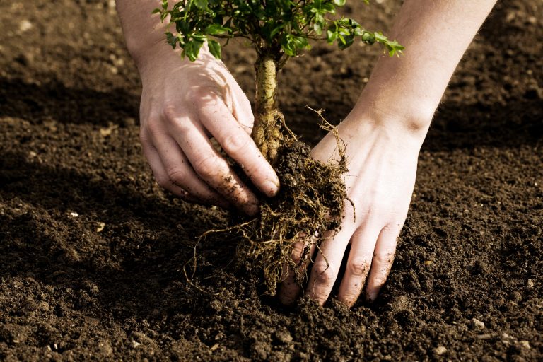 Ottawa reveals $3.16 billion to plant 2 billion trees over the next decade