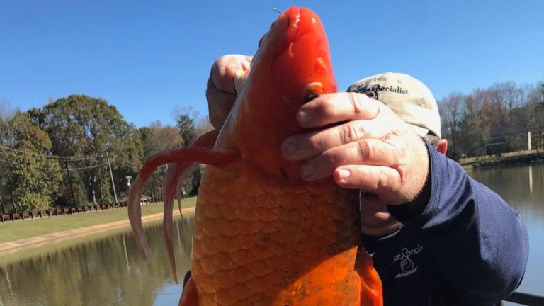 Giant 9 pound goldfish found in South Carolina lake