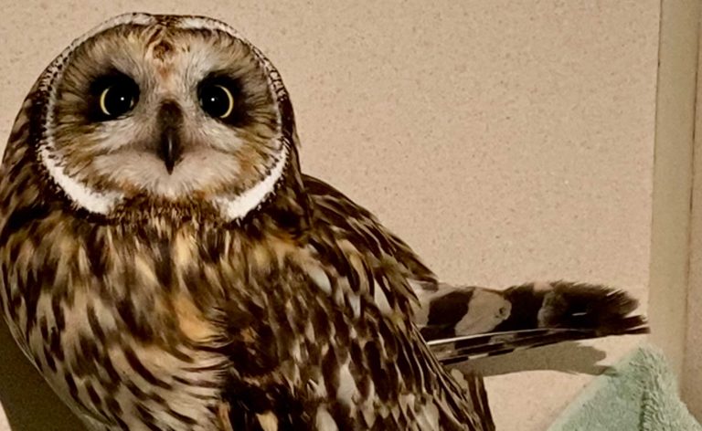 Edmonton-area wildlife rescue asks for annual donation of Christmas trees