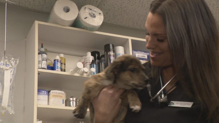 B.C. veterinarian warning others after falling prey to puppy scam