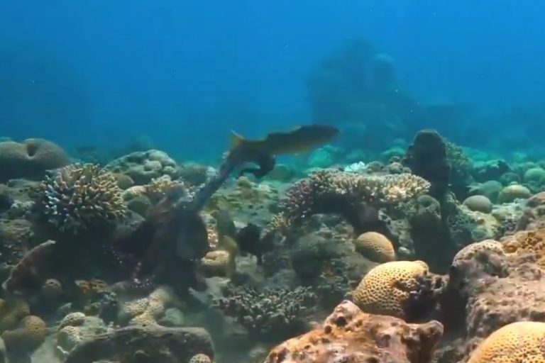Octopuses filmed sucker-punching fish — sometimes out of ‘spite’