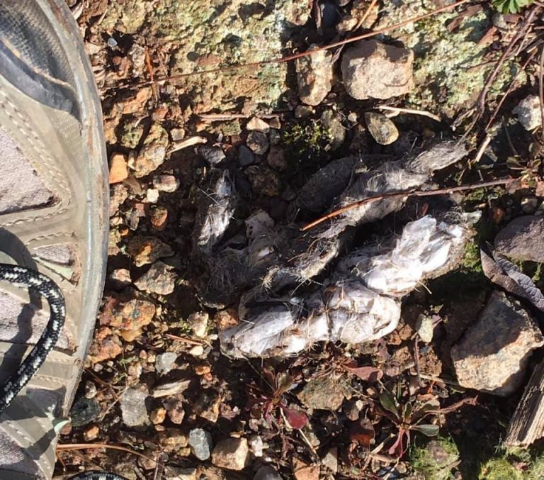 “Plastic poop” discovery in Nova Scotia surprises hikers, but not wildlife biologist