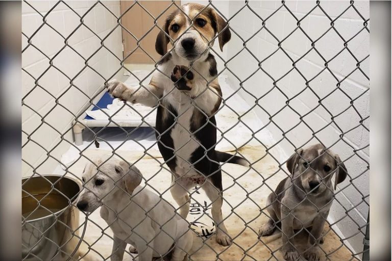Princeton, B.C., woman ordered to pay $250k for care of seized, neglected animals
