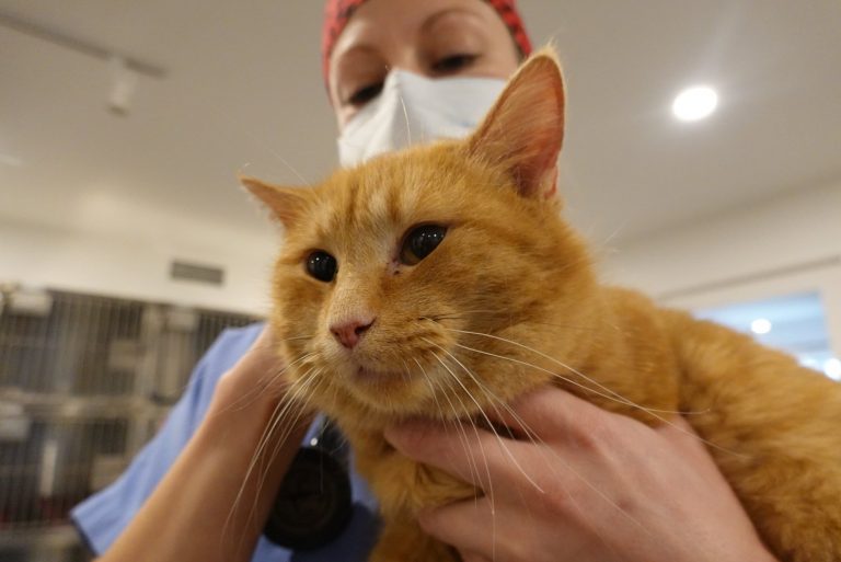 Newly renovated N.S. animal hospital to provide services to owners facing financial hardship