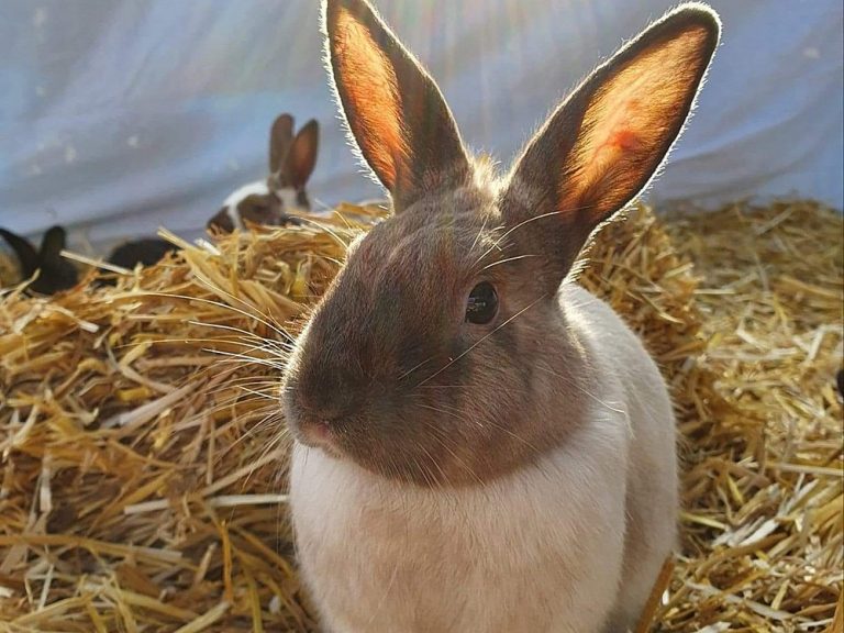 Okanagan animal sanctuary in running for online funding grant