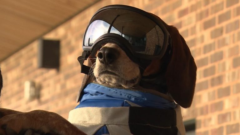 Haligonian finds new furry buddy to cycle with after original rescue beagle dies from old age