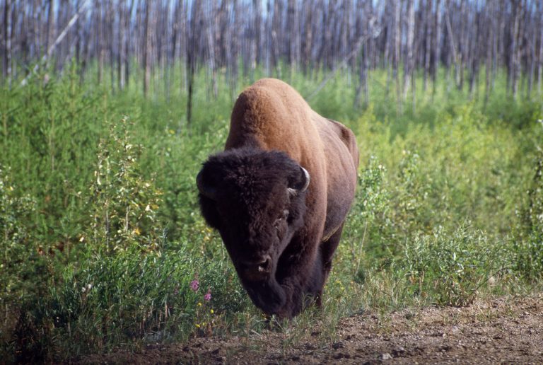 Federal government announces $60M funding to restore Wood Buffalo National Park