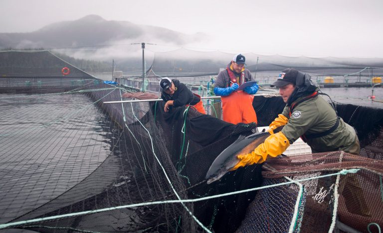Fish farms on key B.C. salmon migration route to be phased out by 2022