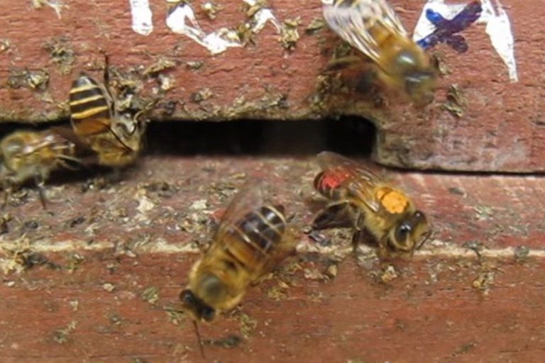 Asian honeybees use poop as ‘tool’ to repel murderous giant hornets
