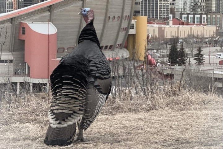 ‘He was like our unofficial city mascot’: Bronze tribute to Calgary’s wandering turkey in the works