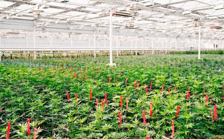 Aphria, Tilray to merge, creating world’s largest cannabis producer