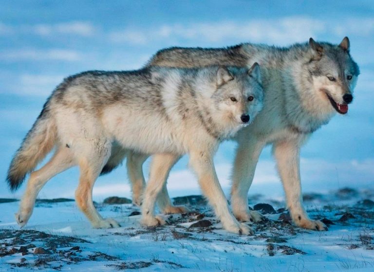 Alberta’s use of poison as wolf control criticized, feds asked to review