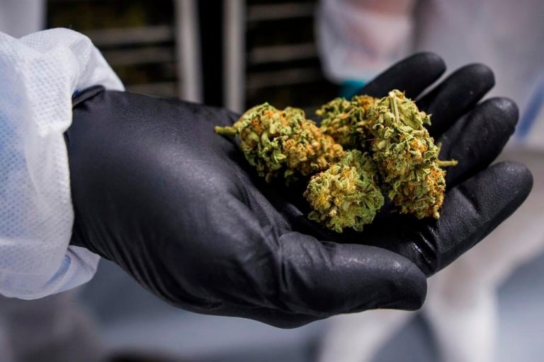 Legal cannabis gains market share in Ontario, but progress will slip next quarter: OCS