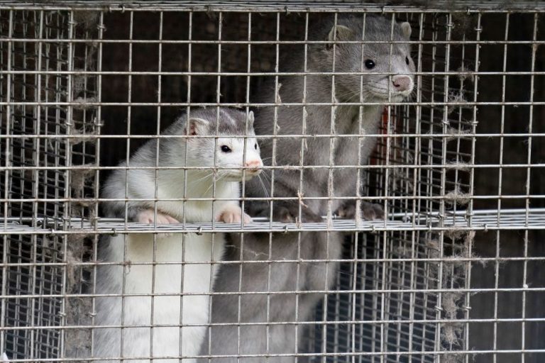 Mink on second B.C. farm test positive for COVID-19