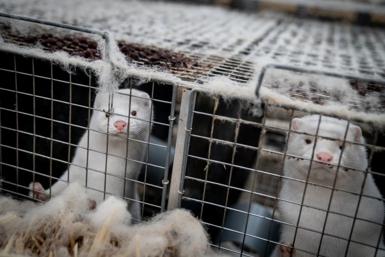 Containing COVID-19 outbreak to single B.C. mink farm essential, say experts