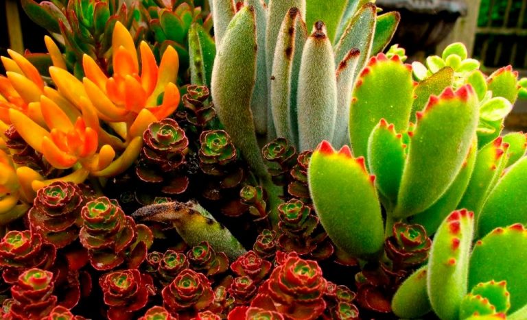 ‘Plant boom’: Working from home, pandemic stress has people turning green