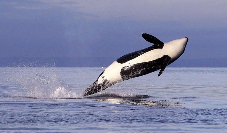 Researchers aim to use artificial intelligence to save endangered B.C. killer whales