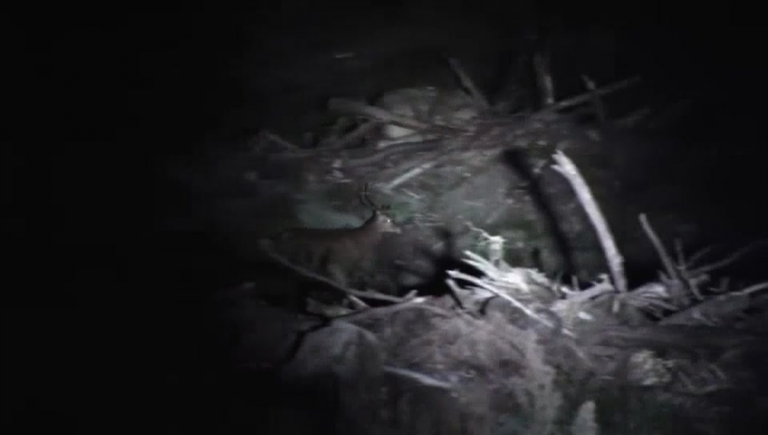 2 arrested for illegal night hunting with stolen firearm in Manitoba