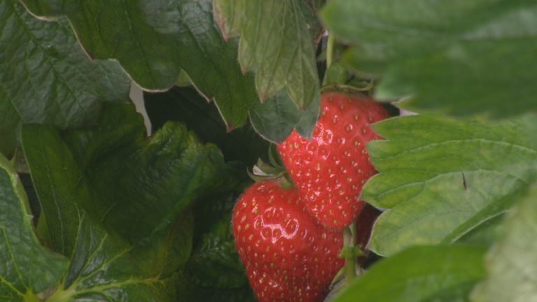 Innovative farming produces fresh Quebec strawberries during the winter months