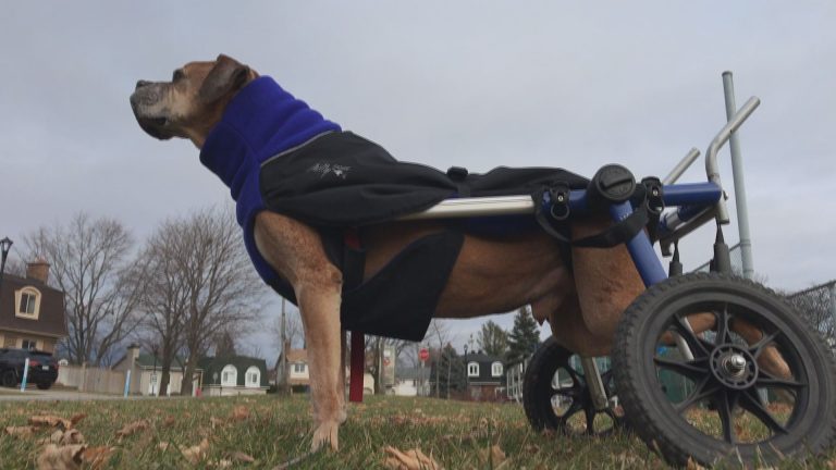 West Island dog uses special set of wheels to help him get around