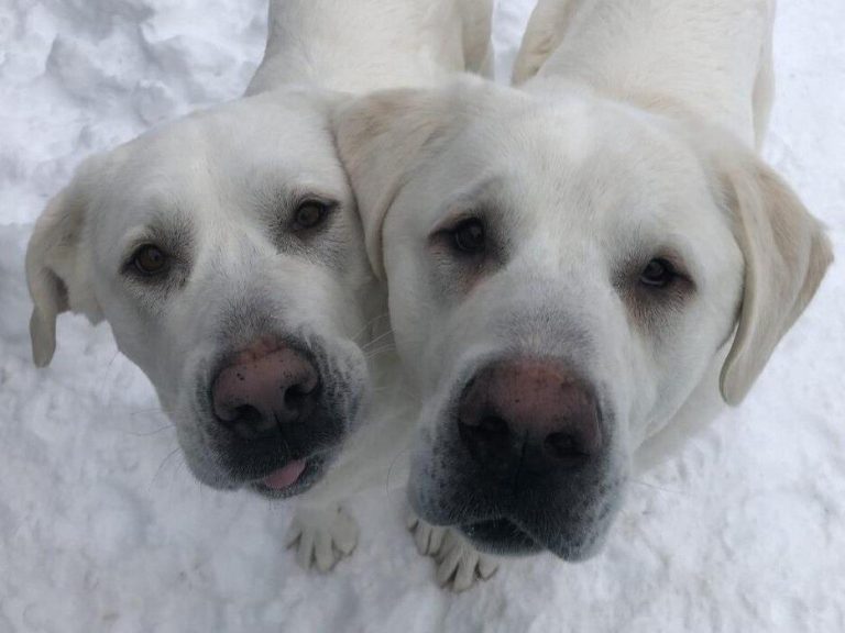 2 big, bonded dogs dropped off at B.C. SPCA raising big bucks for medical bills