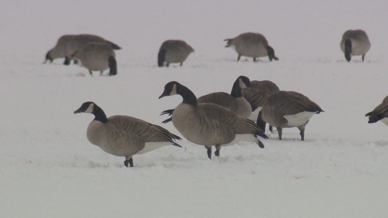 Vernon approves goose cull