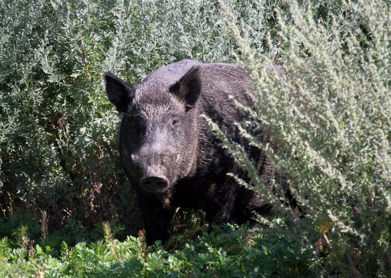 USask Professor creates pig plotted map for locating wild boars on Google Earth