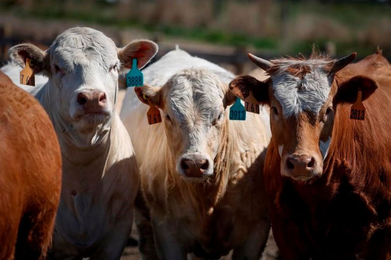 Manitoba beef producers hoping for change in assistance ahead of 2021 season