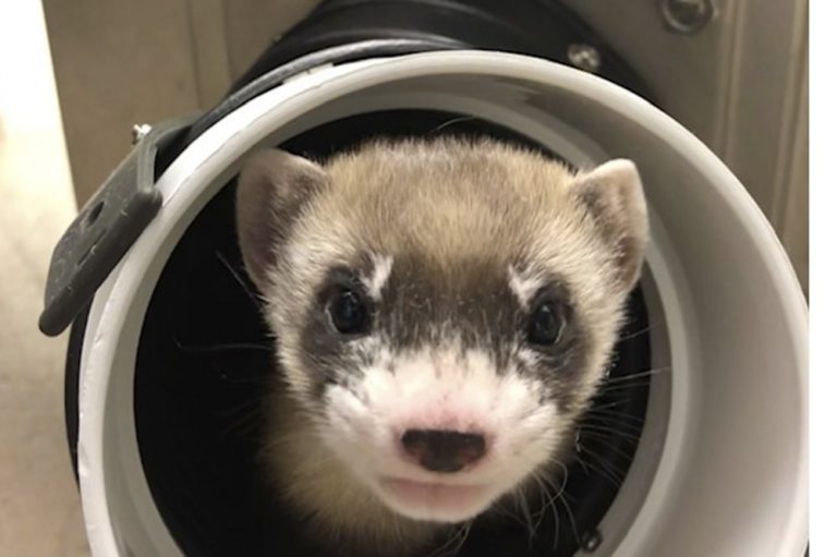 U.S. clones 1st endangered species, the black-footed ferret