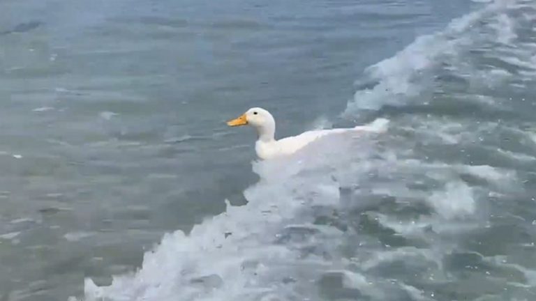 WATCH:  Surfing duck rides a wave at the beach