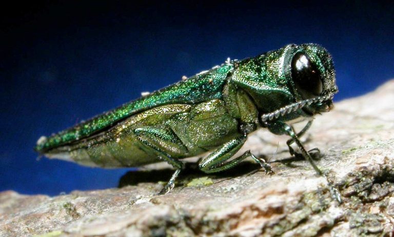 Ash tree-killing beetle detected in Fredericton