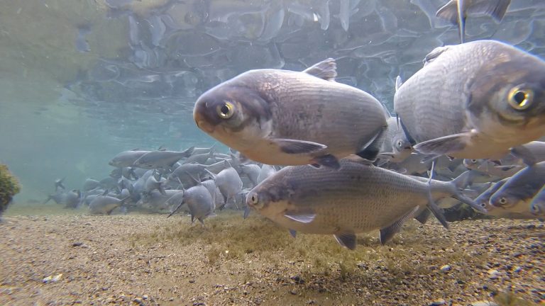 Upper Thames River Conservation Authority reports large fish die-off