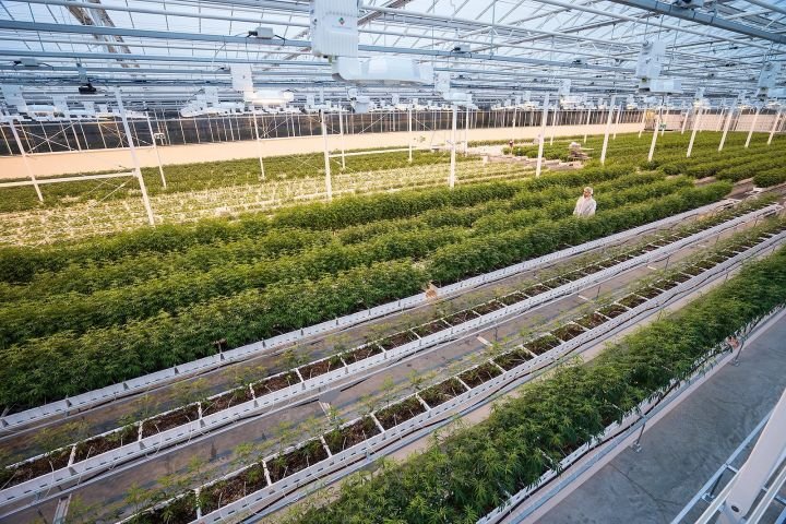 Aurora Cannabis ‘back on offence’ after restructuring and $292M loss in Q2: CEO