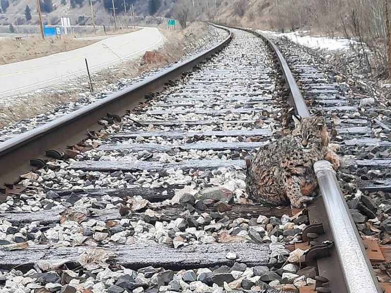 B.C. train crew rescues bobcat found stuck, frozen to railroad track