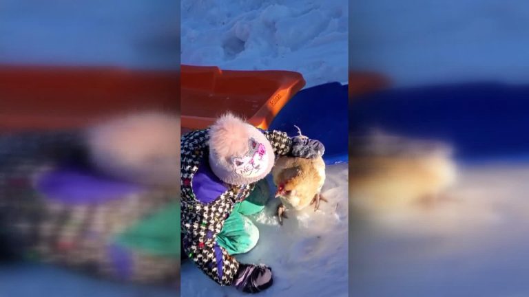 Poultry in motion: Saskatoon girl takes chicken downhill sledding
