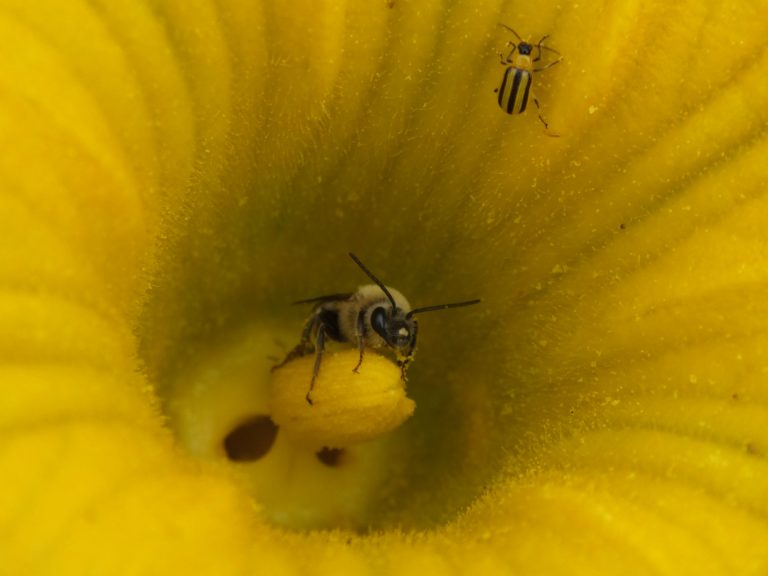 Ontario research suggests insecticide decimates popular pollinator, the squash bee